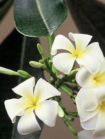 suites alamanda flower